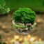 Ein kleiner Baum mit Wurzeln und Erdboden wächst in einer schwebenden Glaskugel, als Symbol für ökologische Nachhaltigkeit und klimafreundliche Suche im Internet.